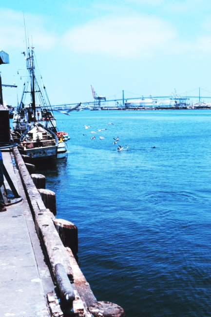 The Fishing Vessel VITO unloads anchovy at Fishermen's Terminal