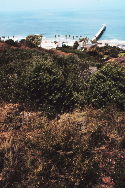 Looking down from the hill towards the Scripps Research Pier