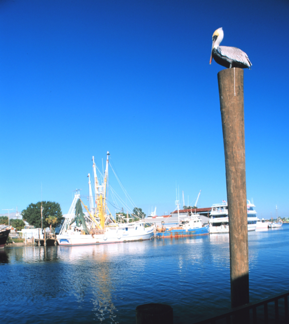 A pelican makes use of a piling as a perch