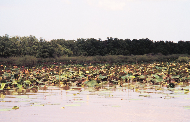 Lotus plants differ from water lilies in the shape of the leaves and the seedpods