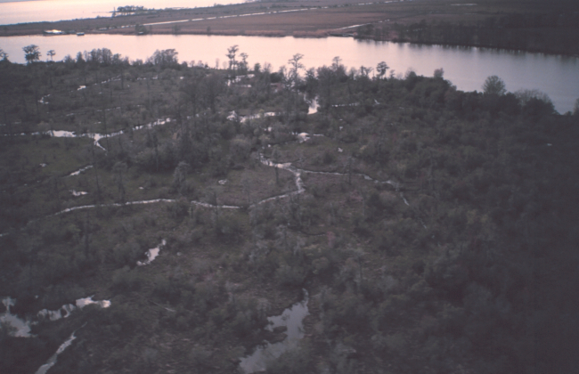 Cypress marsh at the edge of Lake Ponchartrain as seen from the air
