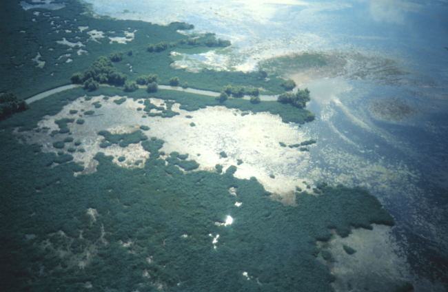 Aerial view of interior Mississippi Delta marshes
