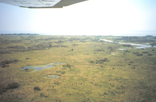 Aerial view of freshwater wetlands