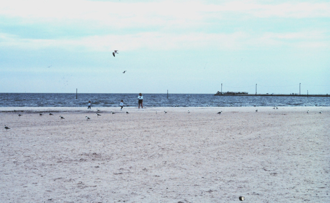 Sea birds along a nearly deserted beach