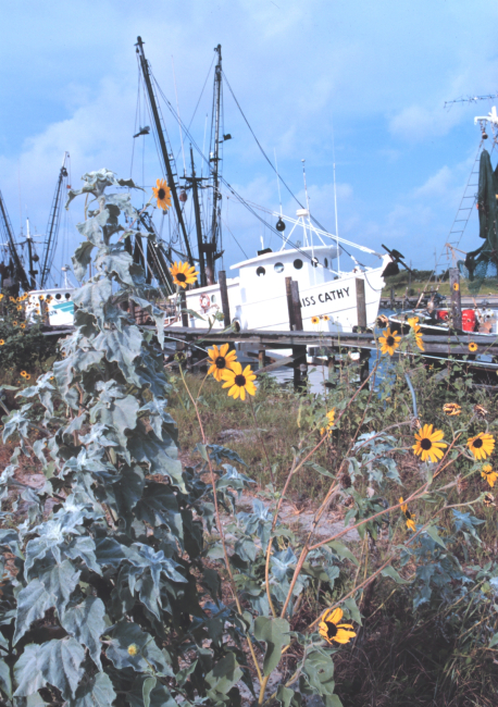 Shrimp boats and sunflowers at Conn Brown Harbor