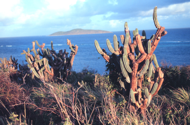The Virgin Islands - tropical or desert?  Cactus on the north side of St
