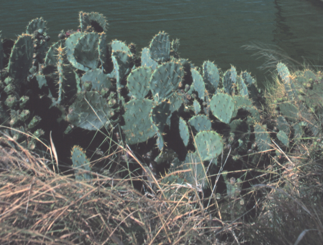 Beaver tail cactus growing next to the port at Port Isobel