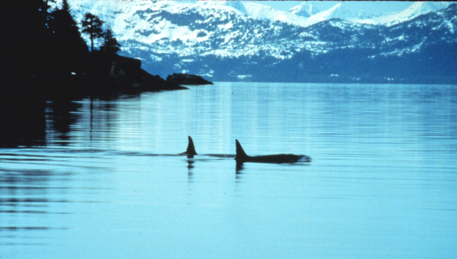 Two killer whales in Prince William Sound