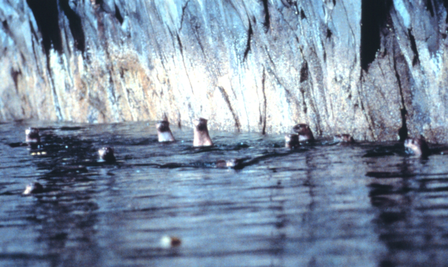 A pod of sea otters