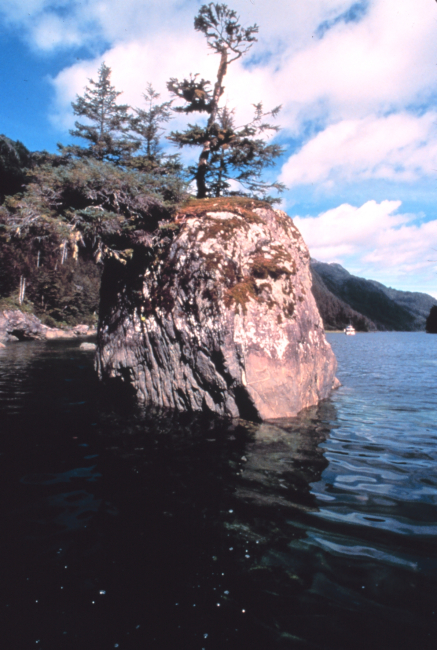 Stunted trees and bushes growing from offshore rock reminiscent of bonsai garden