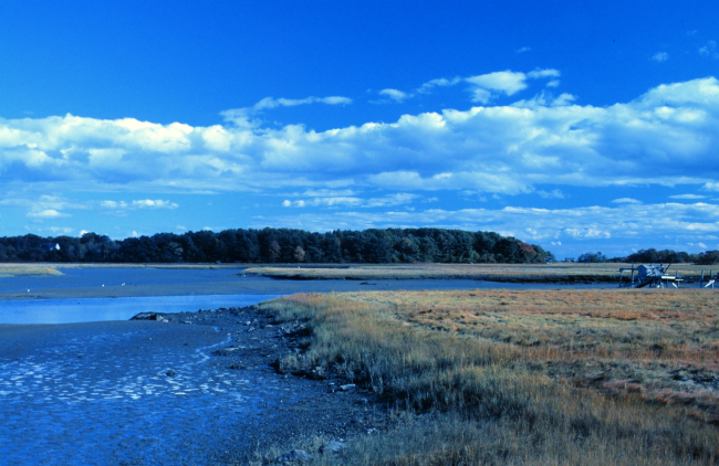 A view of wetlands at Great Bay National Estuarine Research Reserve