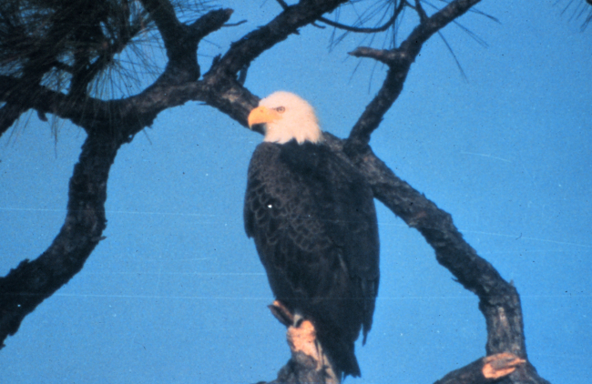 The bald eagle is one of 14 threatened and endangered species making their homes within Canaveral National Seashore