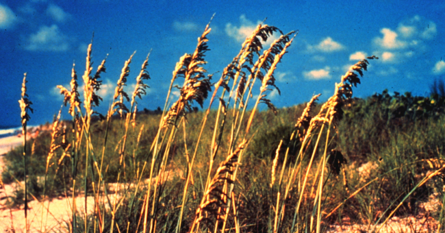 Sea oats are one of the important plants found on the sand dunes withinCanaveral National Seashore