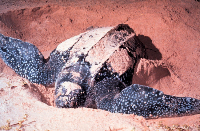 Leatherback sea turtles nest occasionally on the beach at Canaveral NationalSeashore