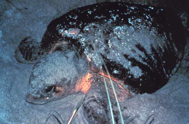 Loggerhead sea turtles are a threatened species of sea turtle