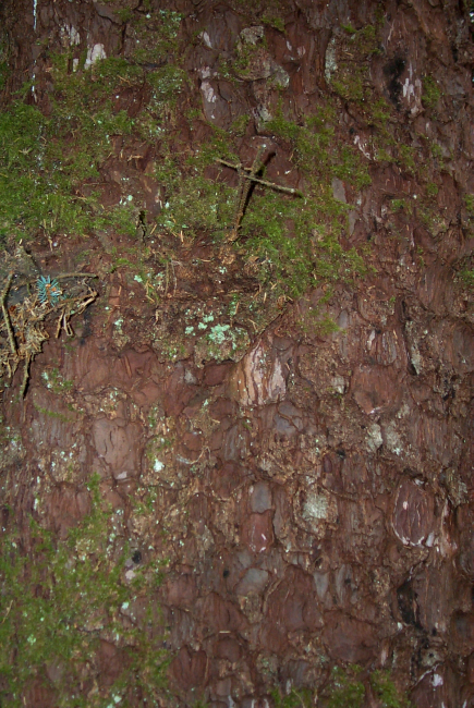 Moss on a coniferous tree on the Oregon coast