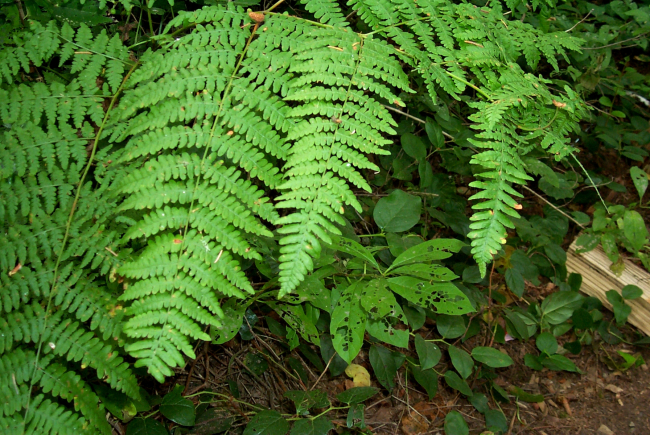 Graceful ferns adorn coastal forested regions in Oregon