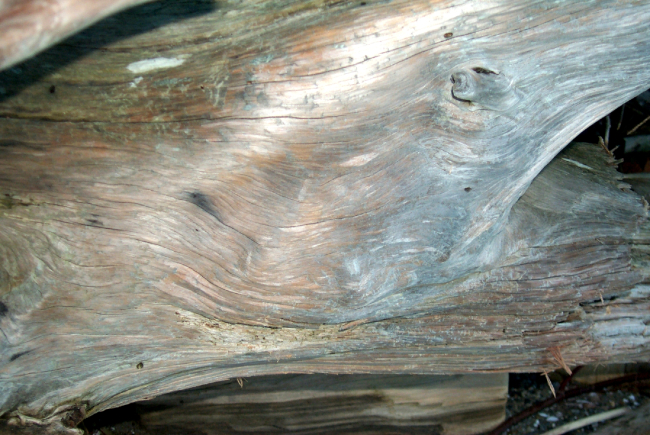 Driftwood at Gig Harbor