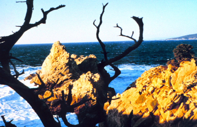 Point Lobos with sublime view of granite headland framed between branches of anancient Monterey cypress