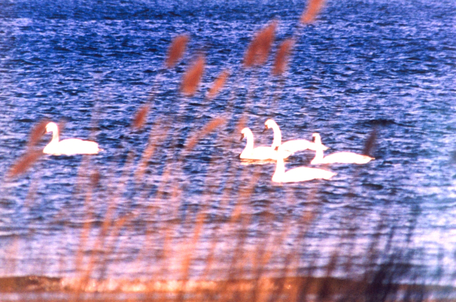 Tundra swans near the mouth of the Patuxent River
