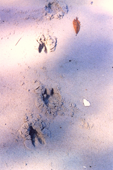 Deer tracks on the beach