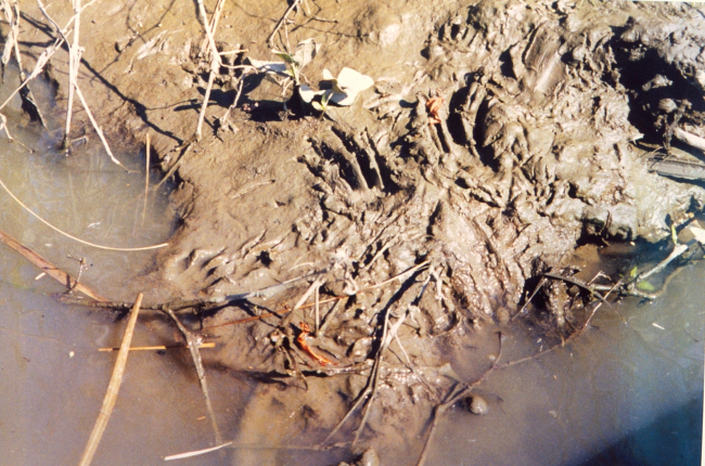 Footprints in the mud of a Patuxent River marsh, possiblymuskrat