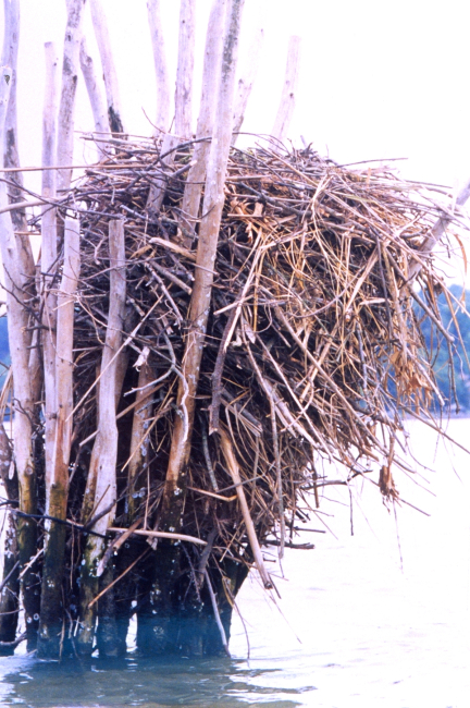 Closeup of an osprey nest built amid pound net posts