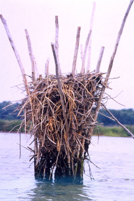Closeup of an osprey nest built amid pound net posts