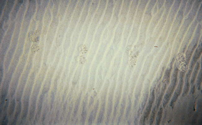 Wind ripples and paw prints on the dunes