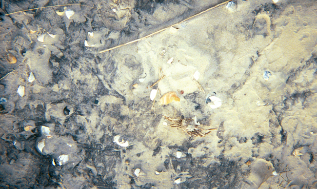 A crab carapace amongst broken seashells and other debris of the sea
