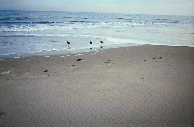 Shore birds looking for dinner in the swash from the surf