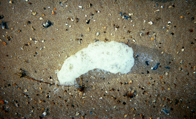 Sea foam left among sea shells