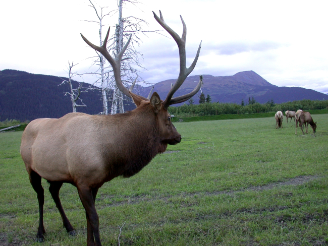 Bull elk on preserve inland from Anchorage