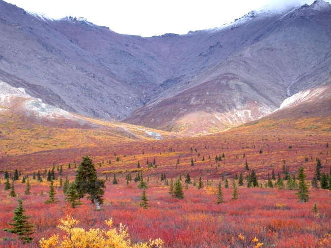 Near the tree line at higher elevations with fall colors north of Anchorage