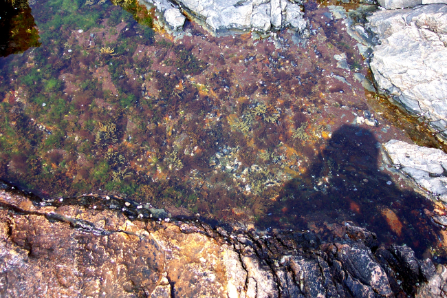 Tide pool with various types of algae below Bass Harbor Head Lighthouse