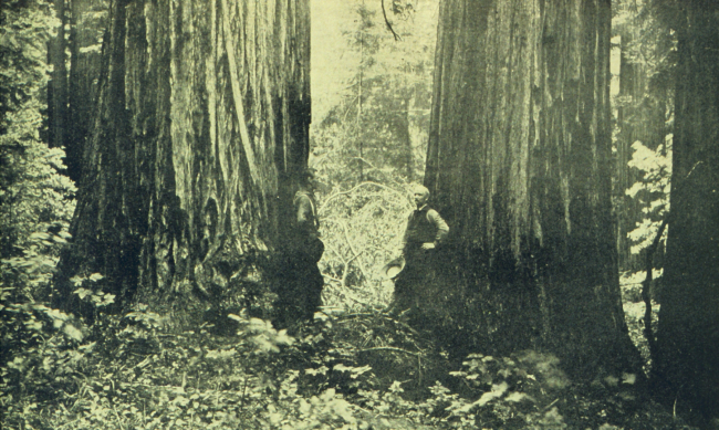 Typical timber scene in Sempervirens Park in Santa Cruz