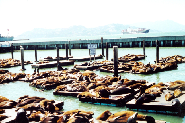 Sea lions lollygagging in the sun near Fisherman's Wharf