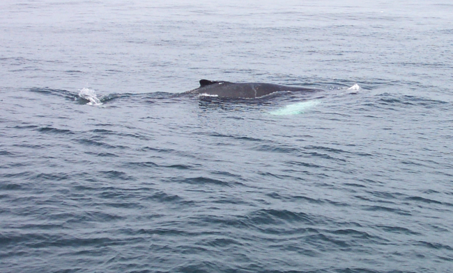 A humpback whale in the Gulf of Maine about 20 miles south of Bar Harbor