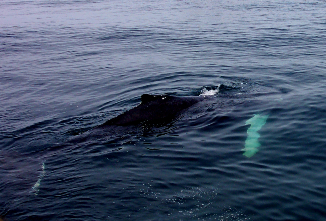 A humpback whale in the Gulf of Maine about 20 miles south of Bar Harbor
