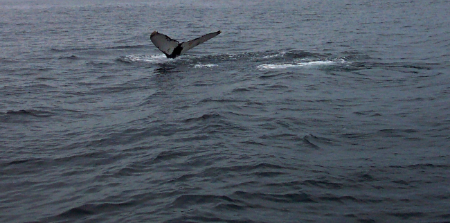 A humpback whale tail in the Gulf of Maine about 20 miles south of Bar Harbor