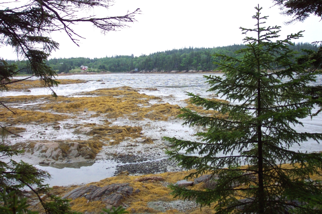 Seaweed and tidal flats at low tide
