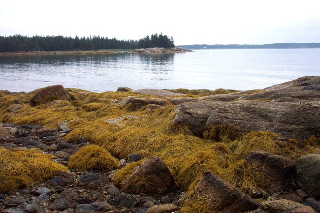 Kelp-covered granite at low tide