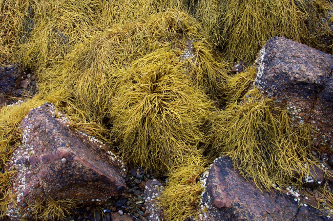 A close-up of Maine seaweed