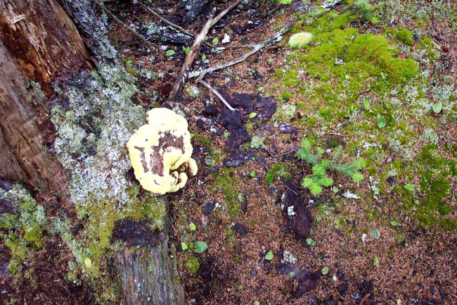 A yellow amorphous mushroom surrounded by light-green moss,dark green moss, and fallen branches
