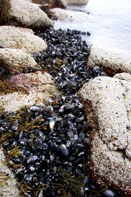 Large mussels dot the shoreline