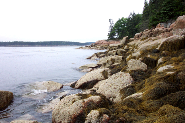 Periwinkle and seaweed covered granite shoreline