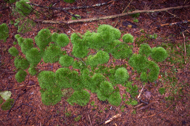 Round hummocky patches of moss about 3 to 4 inches in diameter coverthe forest floor