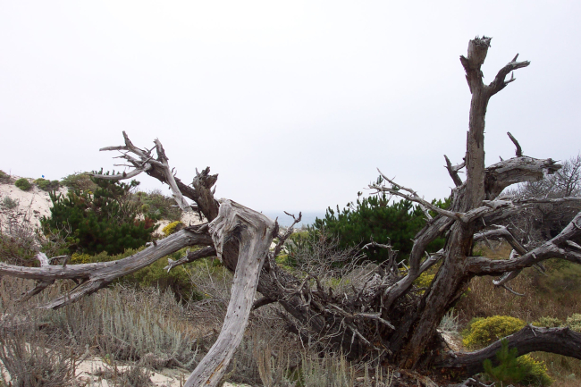 Remains of a Monterey pine, Pinus radiata, and various types of dune vegetation