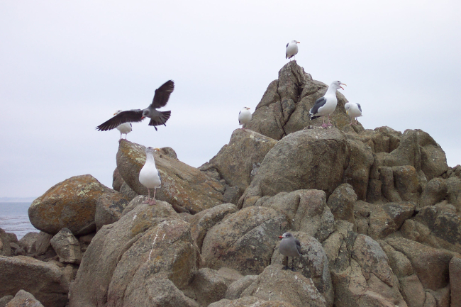 Seagulls at Point Pinos