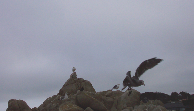 Seagulls at Point Pinos
